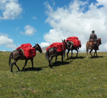 Colorado elk hunting outfitter