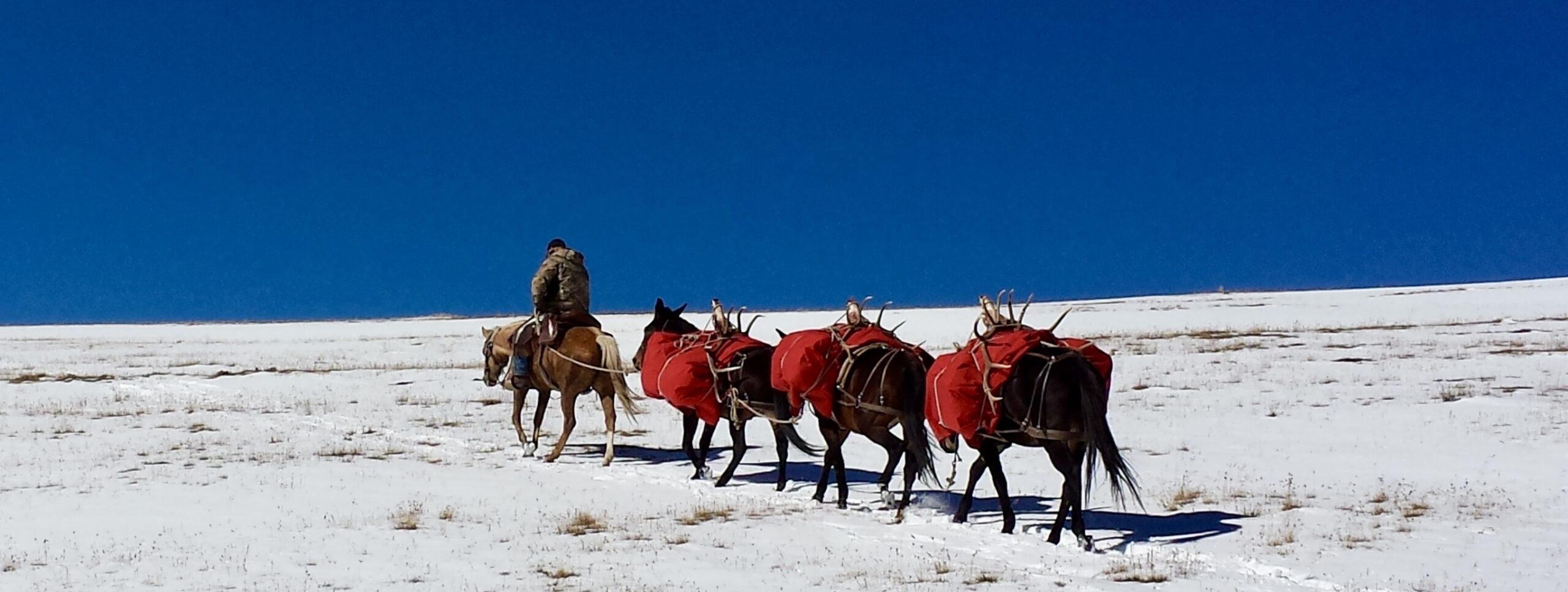 trophy colorado elk hunting