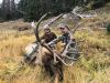 Guided elk hunts